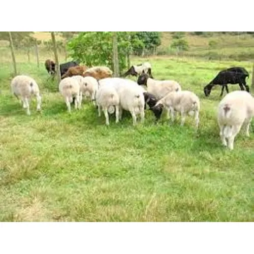 Sementes De Capim Aruana + Capim Mombaça - 1 Kg De Cada Foto 1