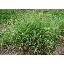 Sementes De Capim Buffel Grass 5 Foto mini 2