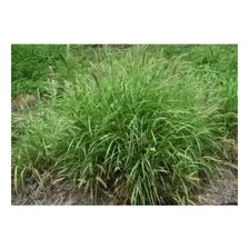 Sementes De Capim Buffel Grass 5 Foto mini 1