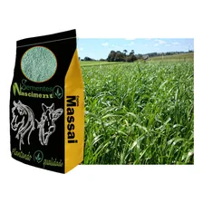 Sementes De Capim Massai Incrustada 20kg Para 2 Hectares Foto mini 4