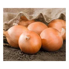 Sementes De Cebola Crioula - 100g Foto mini 2