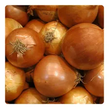 Sementes De Cebola Crioula - 100g Foto mini 4