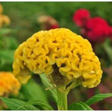 Sementes De Cel贸sia Cristata Sortida Crista-de-galo Feltrin Foto mini 3