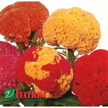 Sementes De Cel贸sia Cristata Sortida Crista-de-galo Feltrin Foto mini 1