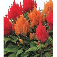 Sementes De Celósia Plumosa Sortida - Contém 500 Mg Foto mini  2