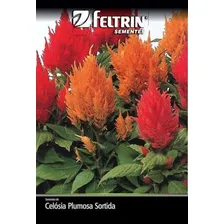 Sementes De Celósia Plumosa Sortida - Contém 500 Mg Foto  mini 1