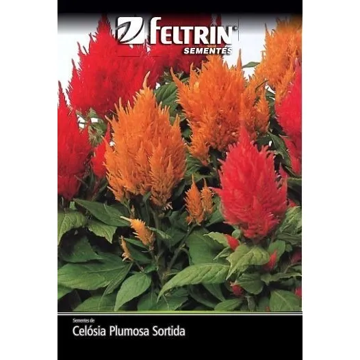 Sementes De Celósia Plumosa Sortida - Contém 500 Mg Foto 1
