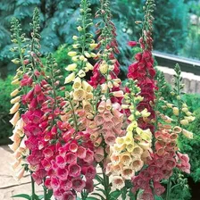 Sementes De Digitalis Flor De Gloxínia Sortida Flor Foto mini 4