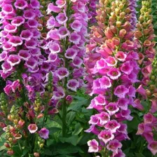 Sementes De Digitalis Flor De Gloxínia Sortida Flor Foto mini  3