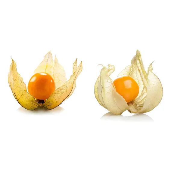 Sementes De Fisális [goldenberry] Feltrin Foto 1