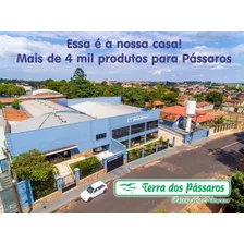 Sementes De Girassol Branco - 2,5 Kg Foto mini 3