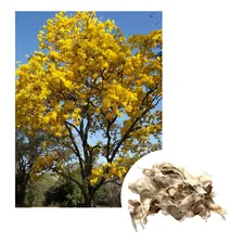 Sementes De Ipê Amarelo Do Cerrado 1grama / 5 Sementes Foto  mini 1