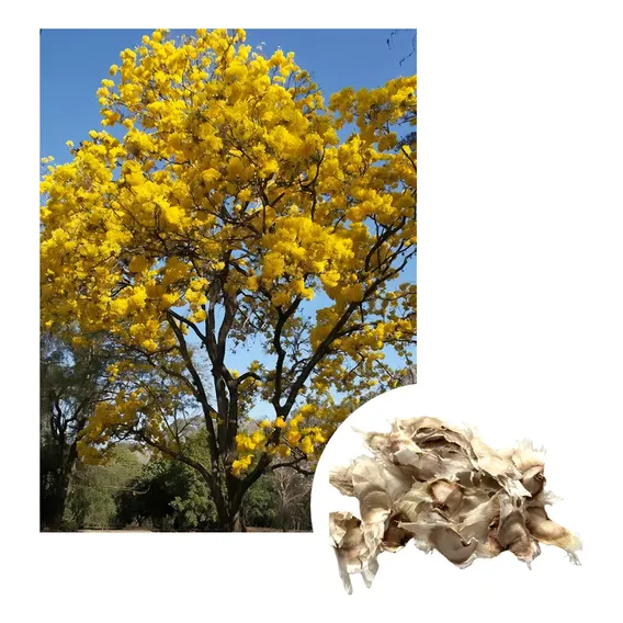 Sementes De Ipê Amarelo Do Cerrado 1grama / 5 Sementes Foto 1