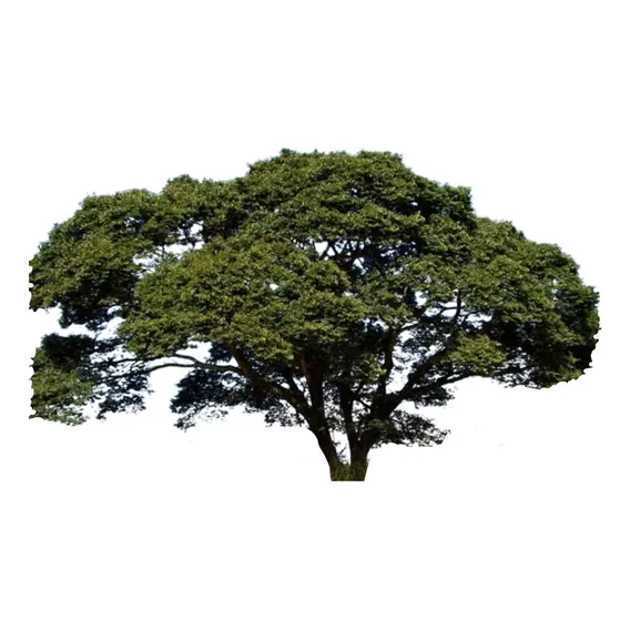 Sementes De Jatoba Do Cerrado - 10 Sementes Selecionadas Foto 1