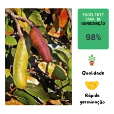 Sementes De Jatoba Do Cerrado - 10 Sementes Selecionadas Foto mini  3