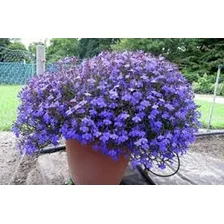 Sementes De Lobelia Erinus / Lobélia Azul 0,05g Foto mini  3