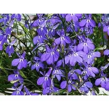 Sementes De Lobelia Erinus / Lobélia Azul 0,05g Foto mini  2