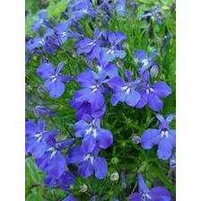Sementes De Lobelia Erinus / Lobélia Azul 0,05g Foto  mini 1