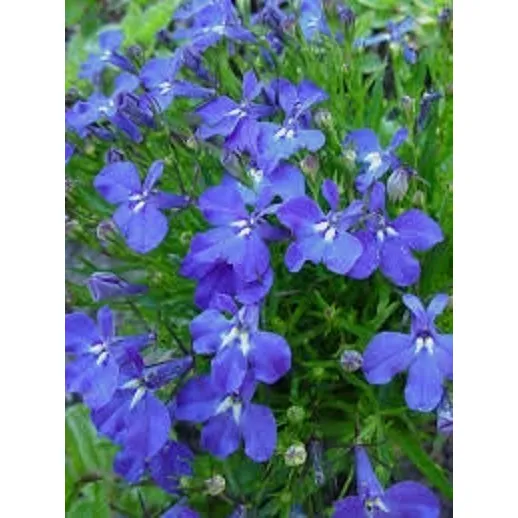 Sementes De Lobelia Erinus / Lobélia Azul 0,05g Foto 1