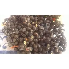 Sementes De Mamão Caipira Docinho 500 Sementes P/ Mudas Foto mini 3