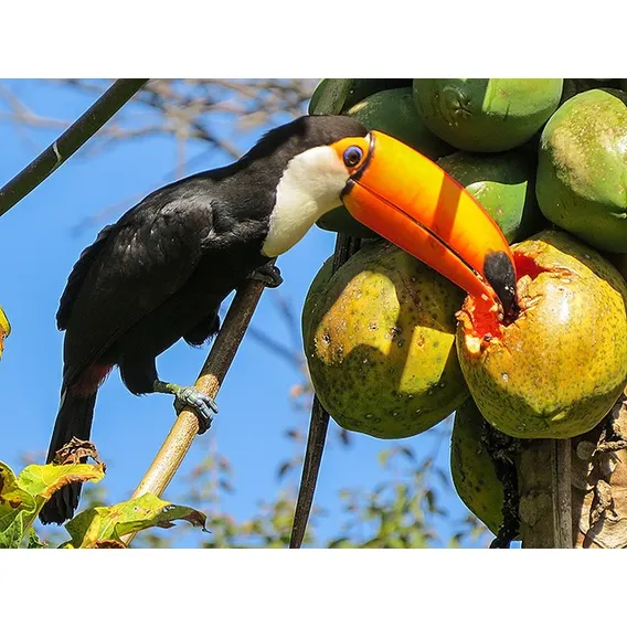 Sementes De Mamão Caipira Docinho 500 Sementes P/ Mudas Foto 1