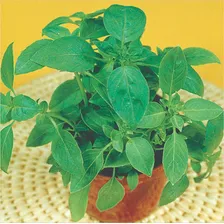 Sementes De Manjericão Alfavaca Verde - Contém 50 Gramas Foto mini  2