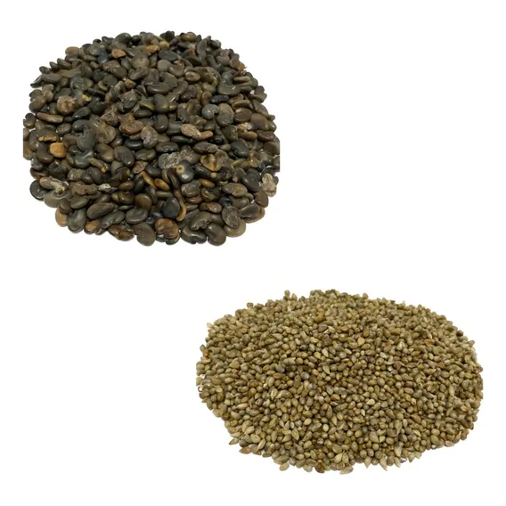 Sementes De Milheto 3kg + 1kg De Crotalaria Juncea Foto 1