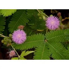 Sementes De Mimosa Sensitiva / Dormideira Foto mini 2