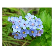 Sementes De Miosótis Alpestris Azul - 300mg Foto mini  3