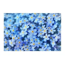 Sementes De Miosótis Alpestris Azul - 300mg Foto  mini 1