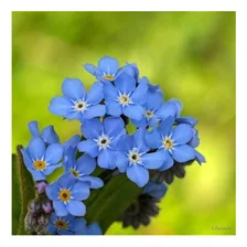 Sementes De Miosótis Alpestris Azul - 300mg Foto mini  2