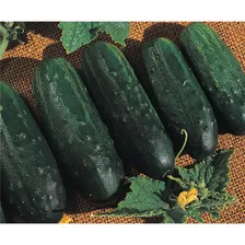 Sementes De Pepino Caipira Hib. Imperial Env. C/ 10 Gramas Foto mini  2