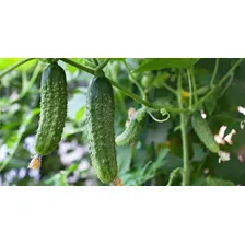 Sementes De Pepino Conserva Híbrido Amir F1 - 1000 Sementes Foto mini  2