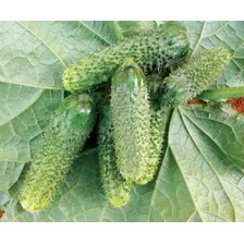 Sementes De Pepino Conserva Híbrido Amir F1 - 1000 Sementes Foto mini 4