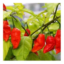 Sementes De Pimenta Bhut Jolokia Topseed Foto mini 4