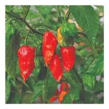 Sementes De Pimenta Bhut Jolokia Topseed Foto mini 3