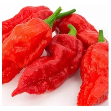 Sementes De Pimenta Bhut Jolokia Topseed Foto mini 2