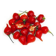 Sementes De Pimenta Biquinho Vermelha - 10 Sementes Foto mini 1