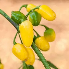 Sementes De Pimenta Guaraci Cumari Do Para 140 Sementes Foto mini 4