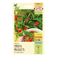 Sementes De Pimenta Malagueta 180 Sementes Foto mini 3