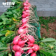Sementes De Rabanete Ruby Hibrido Tsv 500gr Foto mini 4