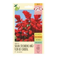 Sementes De Sálvia Splendens Anã Flor-de-cardeal Flor Foto  mini 1