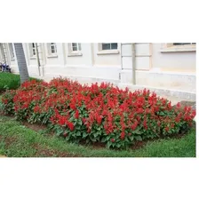 Sementes De Sálvia Splendens Anã Flor-de-cardeal Flor Foto mini  2