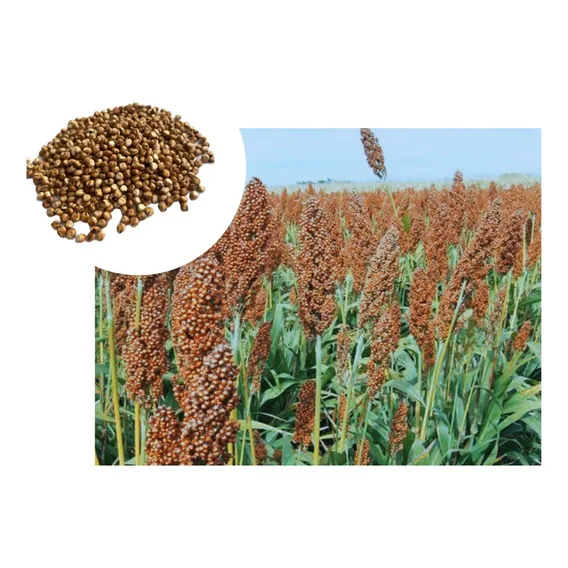 Sementes De Sorgo Brs Ponta Negra - 1kg De Sementes Foto 1
