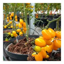 Sementes De Tomate Flavus 250 Sementes/ 425mg De Sementes Foto mini 3