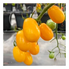 Sementes De Tomate Flavus 250 Sementes/ 425mg De Sementes Foto mini 4