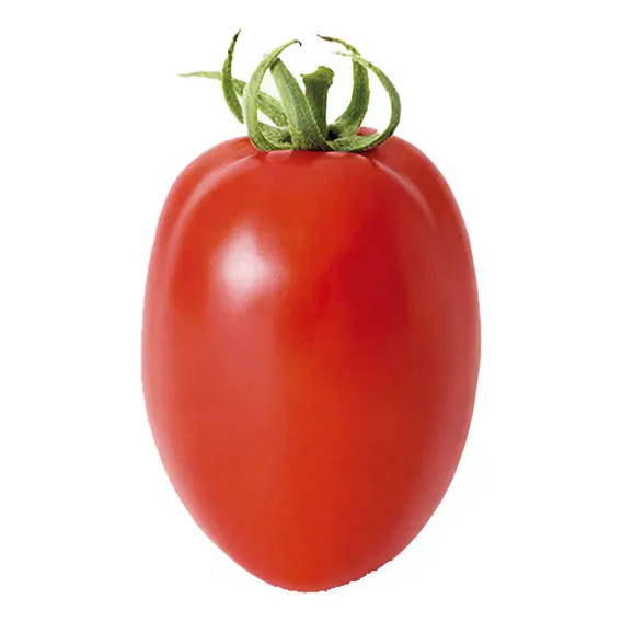 Sementes De Tomate Grazianni - 1.000 Sementes - Sakata Foto 1