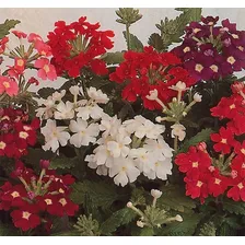 Sementes De Verbena Sortida - Contém 250 Mg Foto mini  2