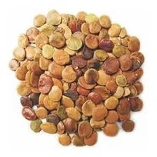 Sementes GliricĂdia SĂ©pium + GuandĂș Fava Larga 250g De Ca Foto mini 1