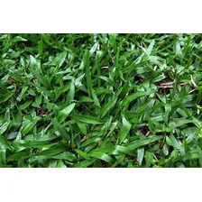 Sementes Grama São Carlos Folha Larga Pacote 500g Isla Foto mini 3
